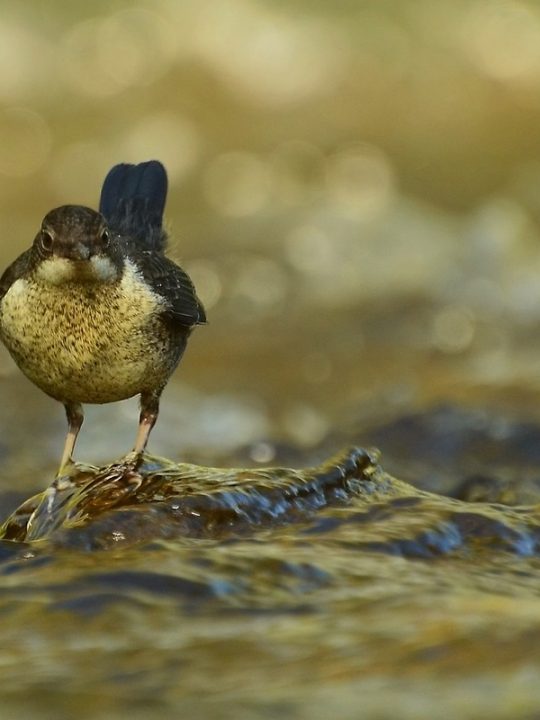 Wasseramsel - Fotocredit: Pixabay/mirokola