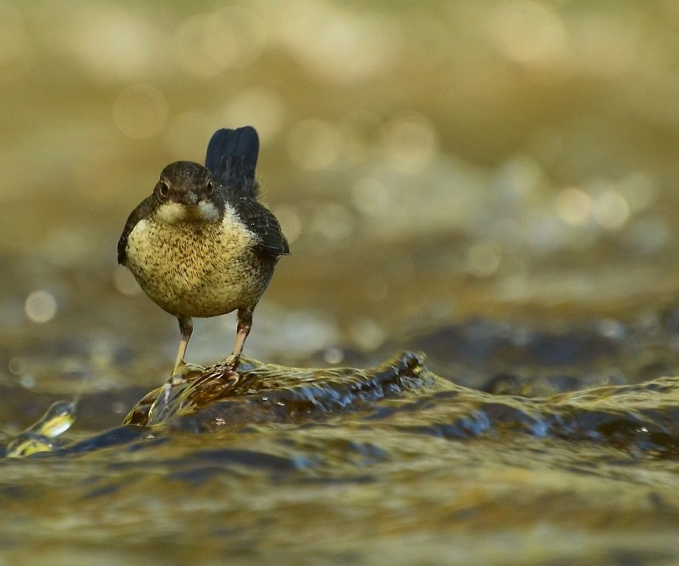Wasseramsel - Fotocredit: Pixabay/mirokola