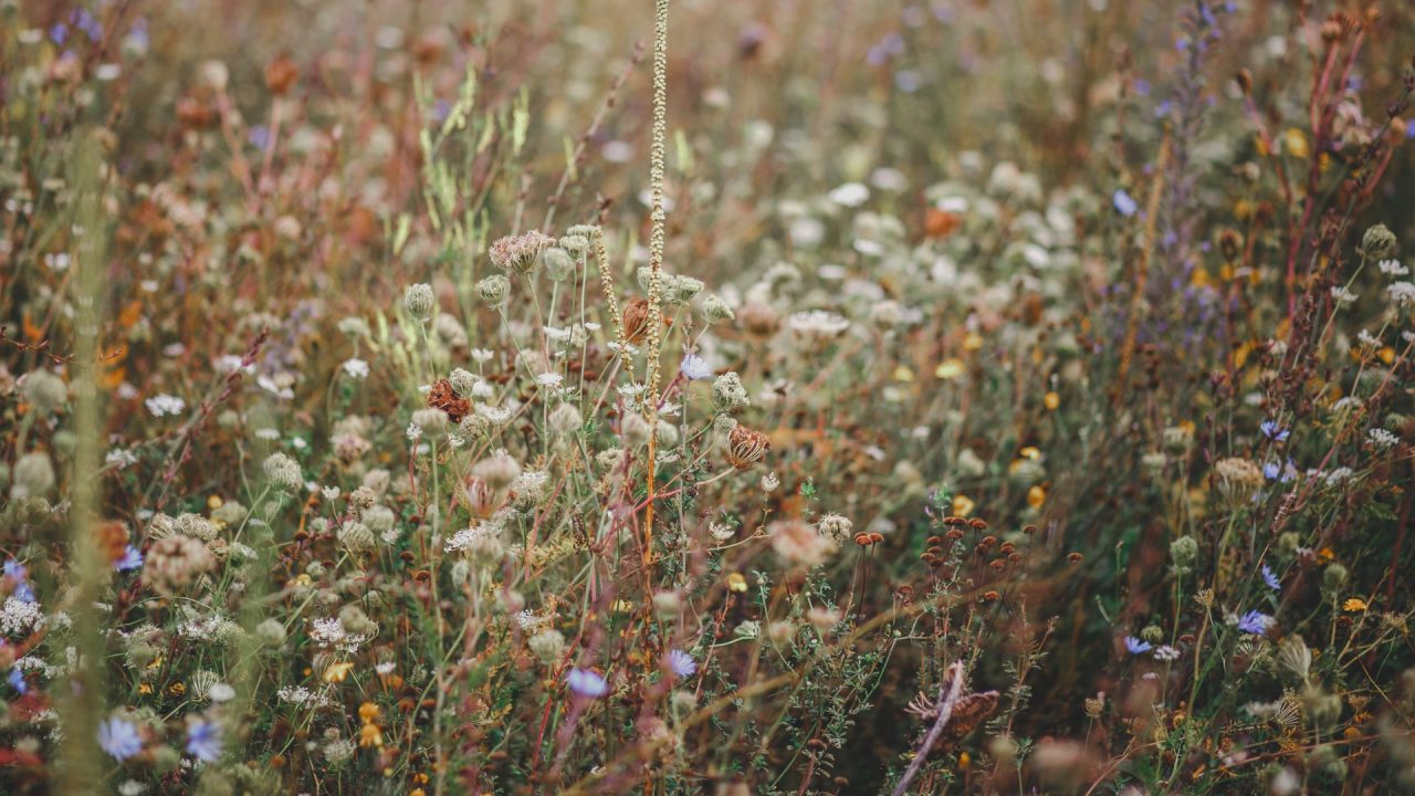 Samende Unkräuter und Wurzelunkräuter lassen sich zwar gut kompostieren , leider verteilt man dann aber auch die ungewünschten Gäste mit der Komposterde im ganzen Garten. Bild: Unsplash