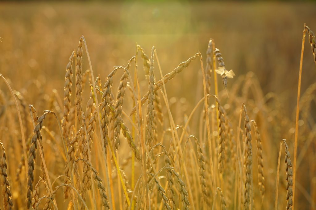 Dinkel gehört zu den mittlerweile wieder recht bekannten, alten Getreidesorten. Fotocredit: © Hans Braxmeier/Pixabay