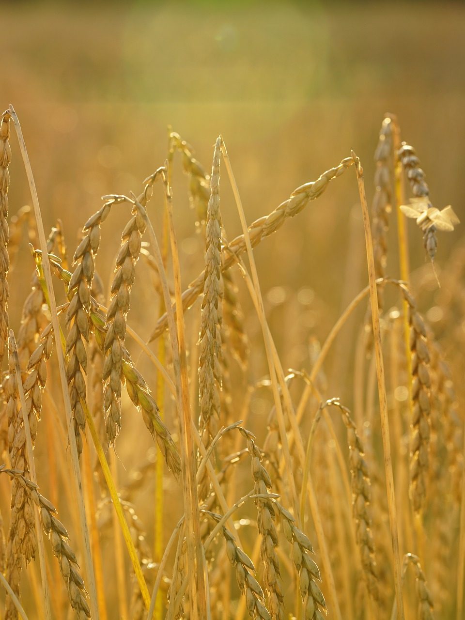 Dinkel gehört zu den mittlerweile wieder recht bekannten, alten Getreidesorten. Fotocredit: © Hans Braxmeier/Pixabay