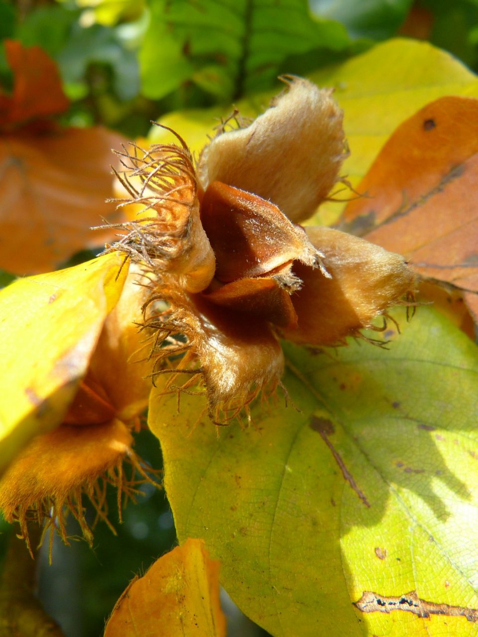 Bucheckerl – die Buchenfrüchte sind eine beinahe in Vergessenheit geratene herbstliche Nascherei. Am besten geröstet genießen! Fotocredit: © LoggaWiggler/Pixabay