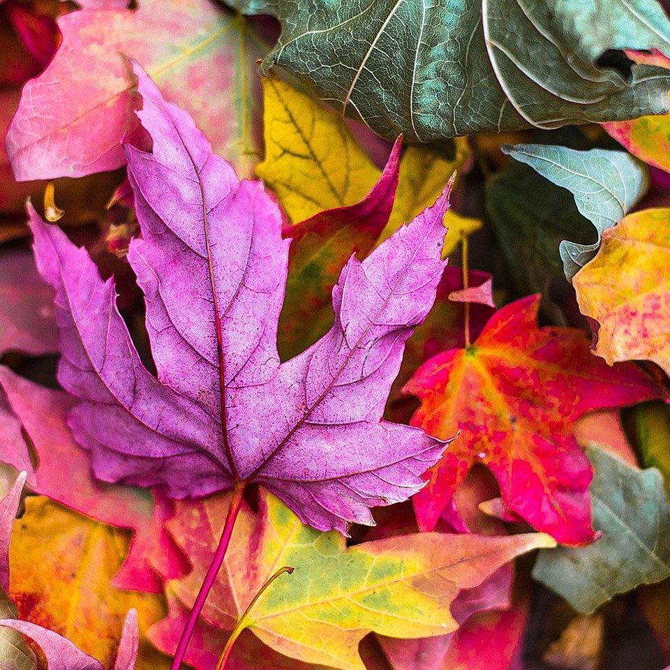 Pixabay/StockSnap