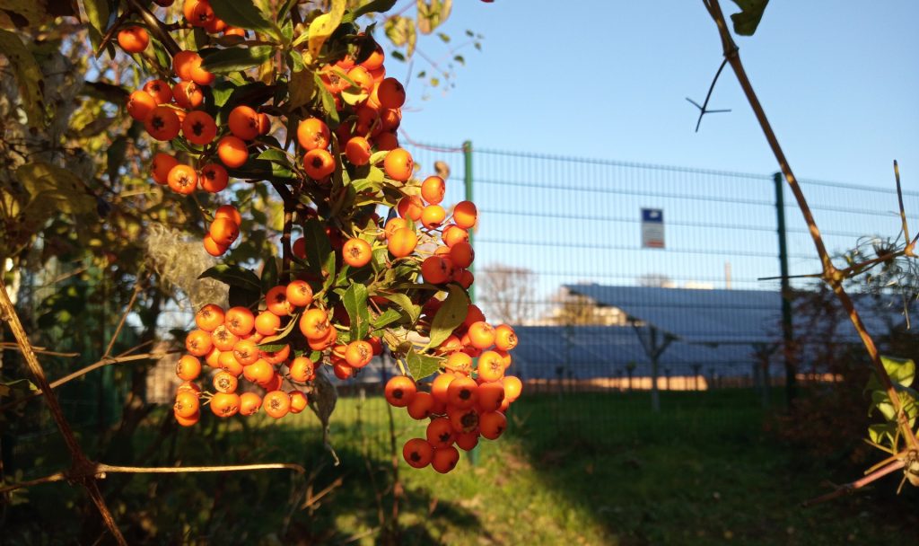 Natur und Photovoltaik? Ein Begriffspaar, das sich keineswegs ausschließen muss, sondern in Wien sogar an mehreren Orten eine besondere Symbiose eingeht.