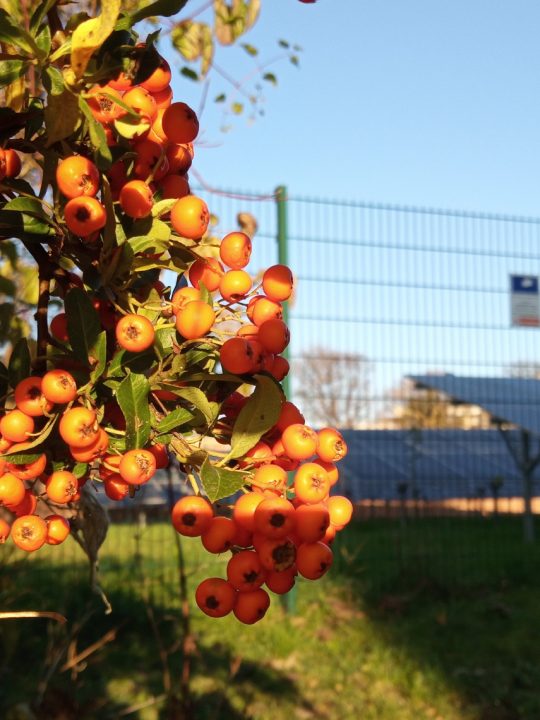 Natur und Photovoltaik? Ein Begriffspaar, das sich keineswegs ausschließen muss, sondern in Wien sogar an mehreren Orten eine besondere Symbiose eingeht.