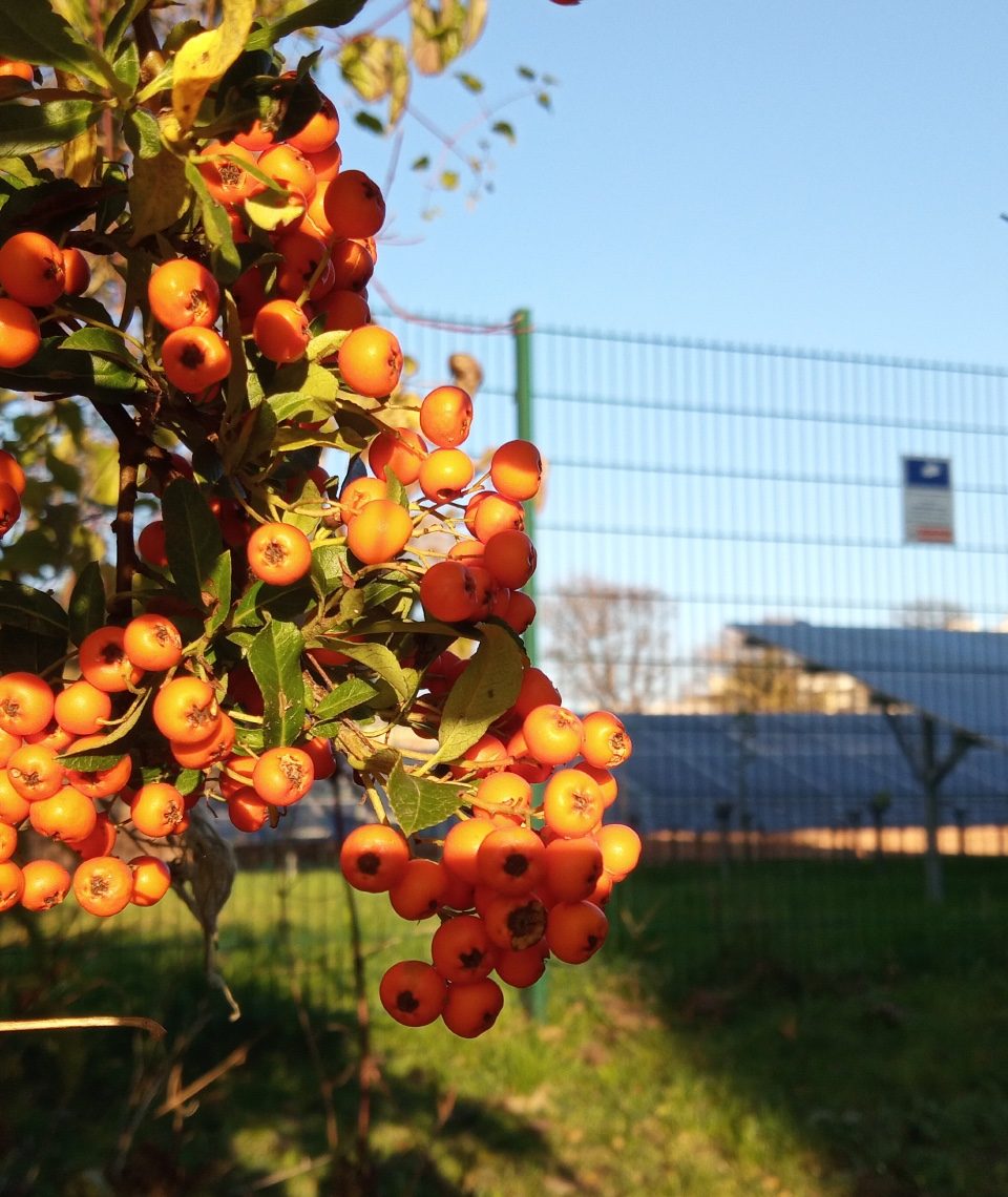 Natur und Photovoltaik? Ein Begriffspaar, das sich keineswegs ausschließen muss, sondern in Wien sogar an mehreren Orten eine besondere Symbiose eingeht.