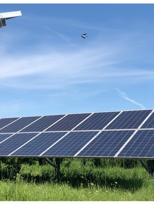 Das erste BürgerInnen-Solarkraftwerk beim Kraftwerk Donaustadt geht eine Symbiose mit einem wichtigen Lebensraum ein.