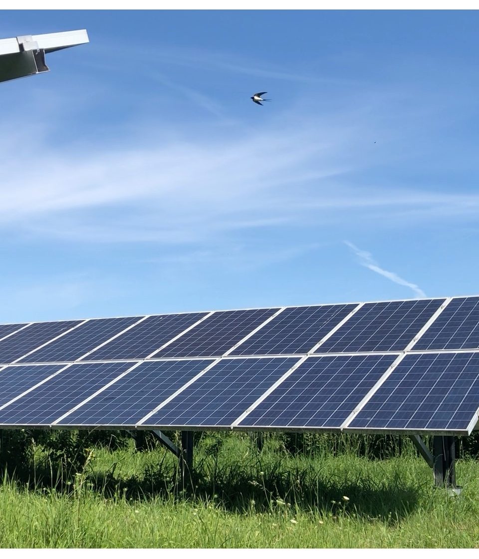 Das erste BürgerInnen-Solarkraftwerk beim Kraftwerk Donaustadt geht eine Symbiose mit einem wichtigen Lebensraum ein.