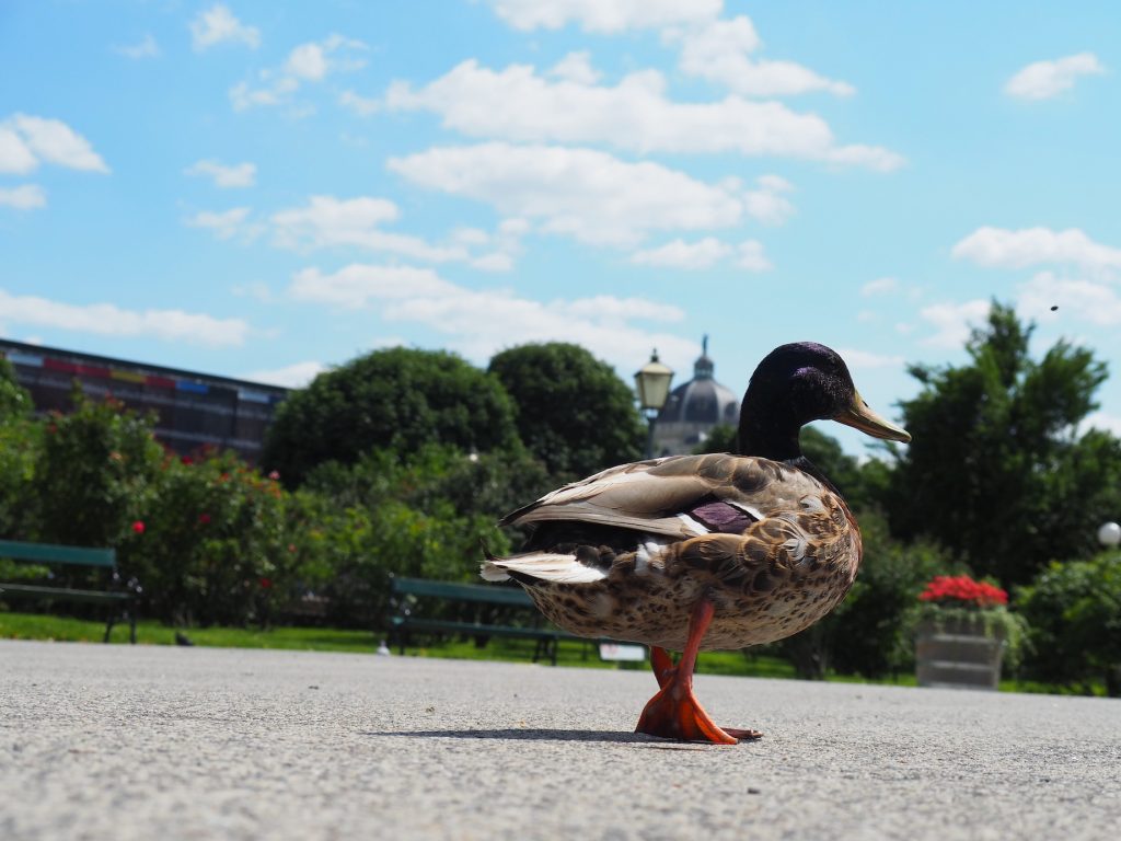 Fotocredit: Anke Licht / instagram.com/daheimistlangweilig