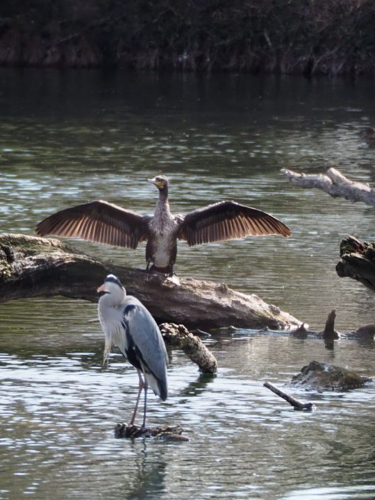 Fotocredit: Anke Licht / instagram.com/daheimistlangweilig