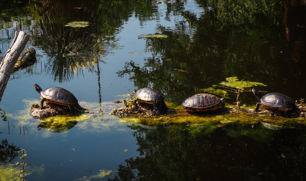 Fotocredit: Matthias Glanznig / instagram.com/mattdevivre