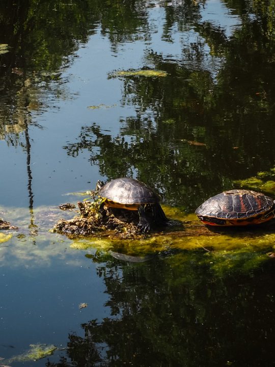 Fotocredit: Matthias Glanznig / instagram.com/mattdevivre