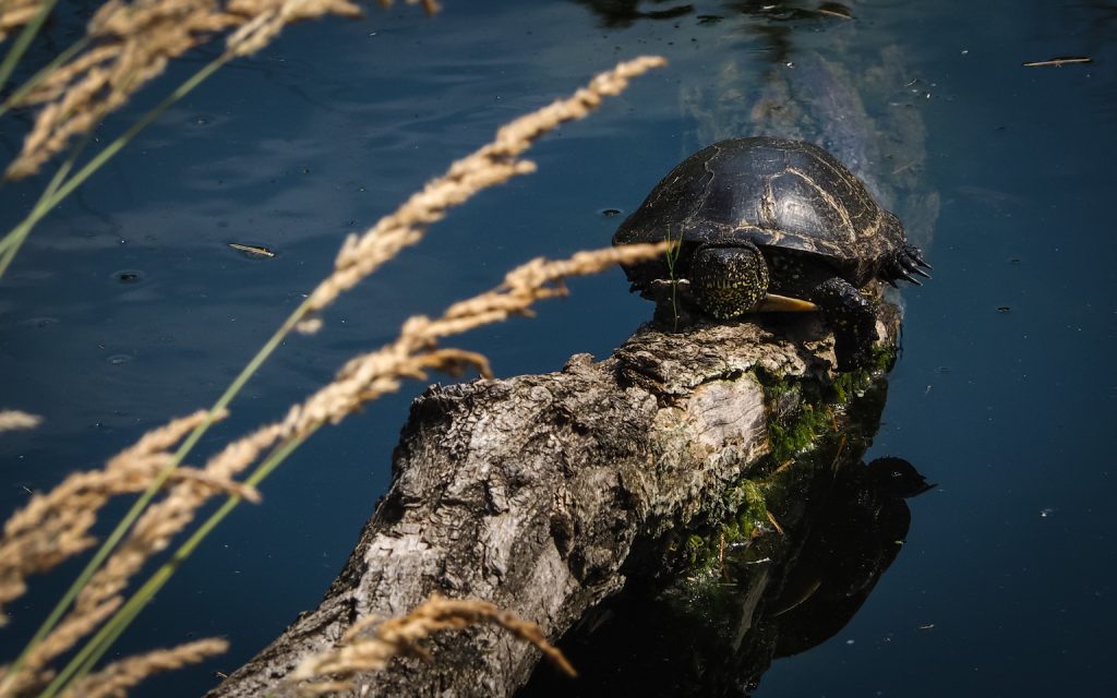 Fotocredit: Matthias Glanznig / instagram.com/mattdevivre