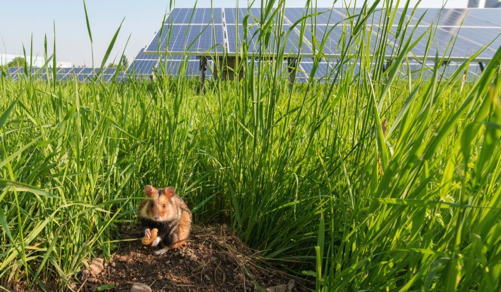 Dieses Bild zeigt deutlich: Solarenergie und Natur können Hand in Hand gehen. Fotocredit: © Wien Energie/Wiener Wildnis – Popp-Hackner