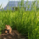 Dieses Bild zeigt deutlich: Solarenergie und Natur können Hand in Hand gehen. Fotocredit: © Wien Energie/Wiener Wildnis – Popp-Hackner