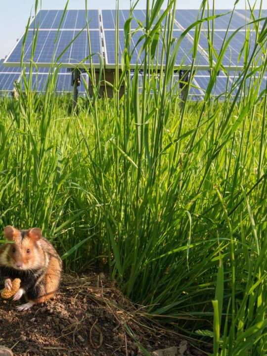 Dieses Bild zeigt deutlich: Solarenergie und Natur können Hand in Hand gehen. Fotocredit: © Wien Energie/Wiener Wildnis – Popp-Hackner