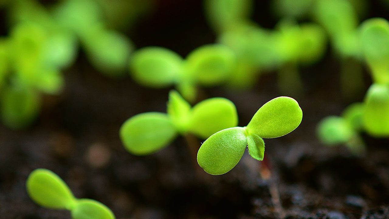 8. Kohlrabi, Broccoli, Lauch. - Fotocredit: Pixabay/congerdesign2