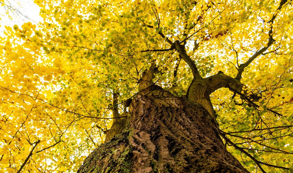 Die Linde ist definitiv auch einer unserer Lieblingsbäume. Sie ist in Österreich dieses Jahr zum Baum des Jahres gewählt worden. Fotocredit: © Myri Roet/Pixabay