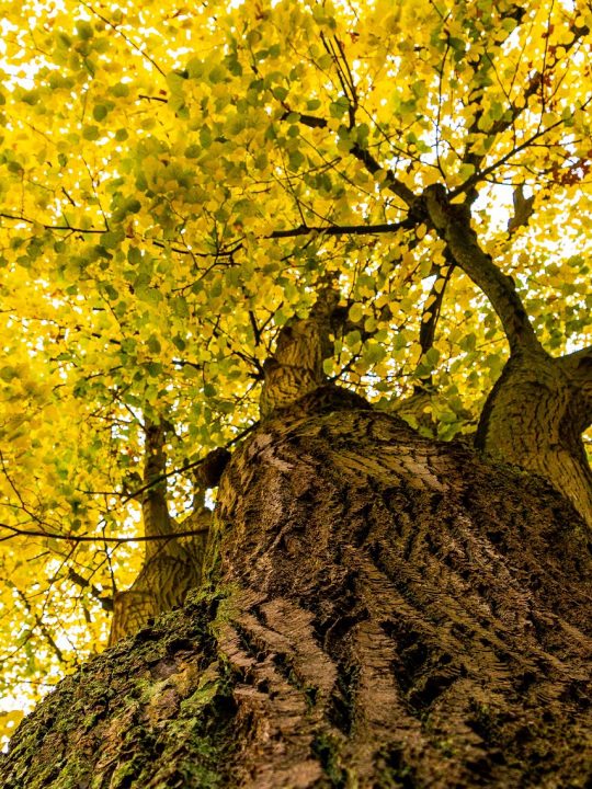 Die Linde ist definitiv auch einer unserer Lieblingsbäume. Sie ist in Österreich dieses Jahr zum Baum des Jahres gewählt worden. Fotocredit: © Myri Roet/Pixabay