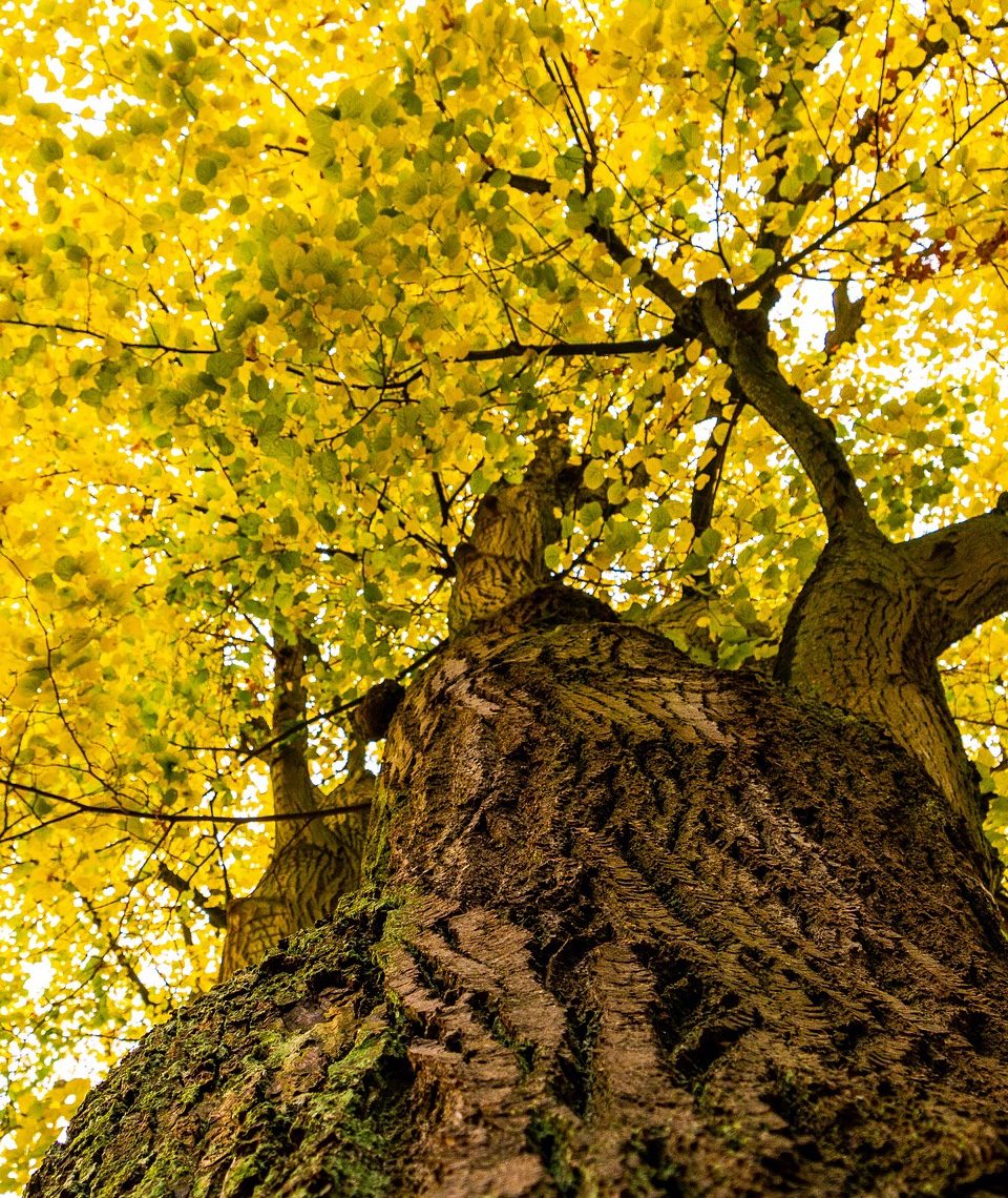 Die Linde ist definitiv auch einer unserer Lieblingsbäume. Sie ist in Österreich dieses Jahr zum Baum des Jahres gewählt worden. Fotocredit: © Myri Roet/Pixabay