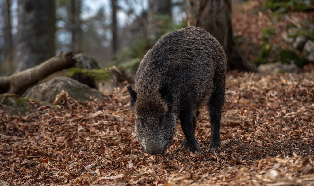 Ein Wildschwein in der Stadt? Das kann unter Umständen durchaus vorkommen, denn Wien beheimatet mehr Wildtiere, als du vielleicht vermutest. Fotocredit: © milesz/Pixabay