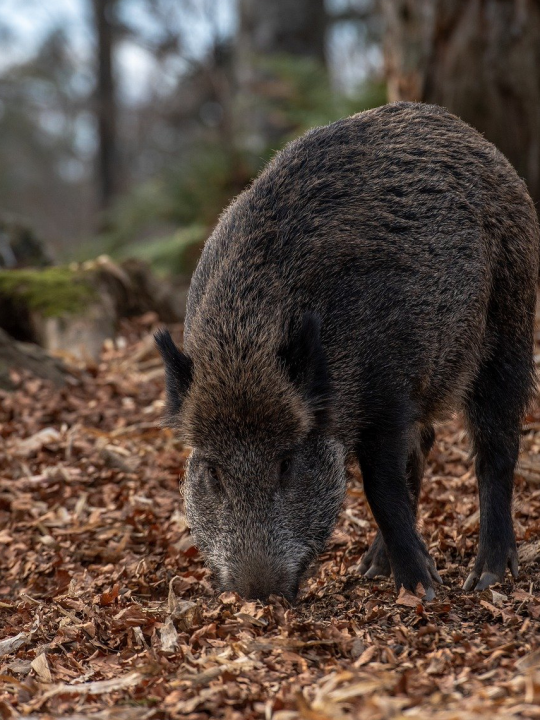 Ein Wildschwein in der Stadt? Das kann unter Umständen durchaus vorkommen, denn Wien beheimatet mehr Wildtiere, als du vielleicht vermutest. Fotocredit: © milesz/Pixabay