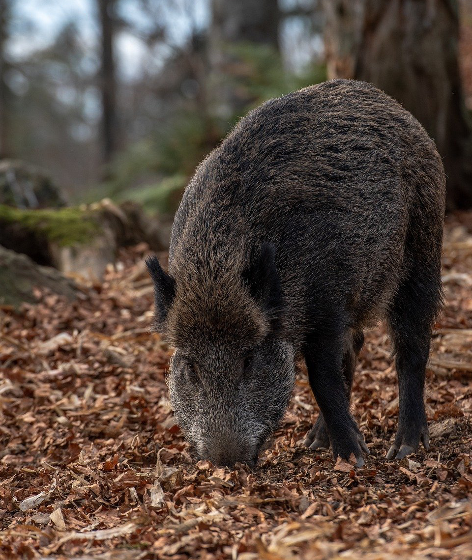 Ein Wildschwein in der Stadt? Das kann unter Umständen durchaus vorkommen, denn Wien beheimatet mehr Wildtiere, als du vielleicht vermutest. Fotocredit: © milesz/Pixabay