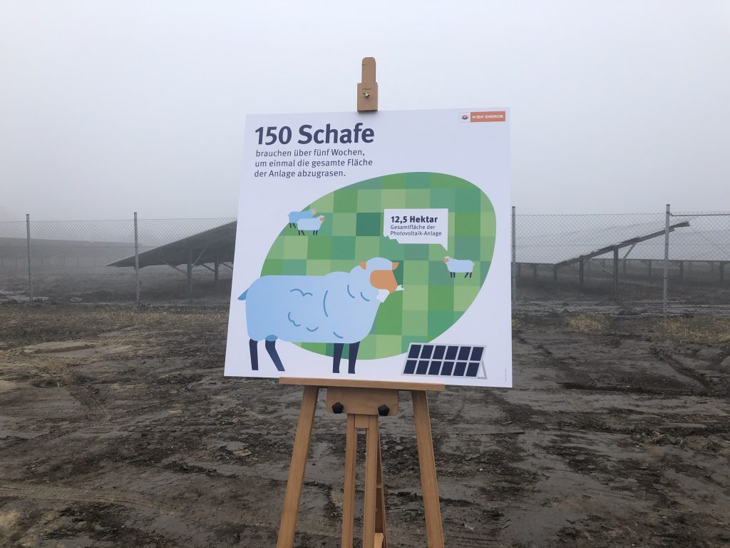 Bald werden sich auf der Anlage 150 Schafe tummeln, die sich um das Gras um die Module kümmern werden. Fotocredit: Energieleben Redaktion