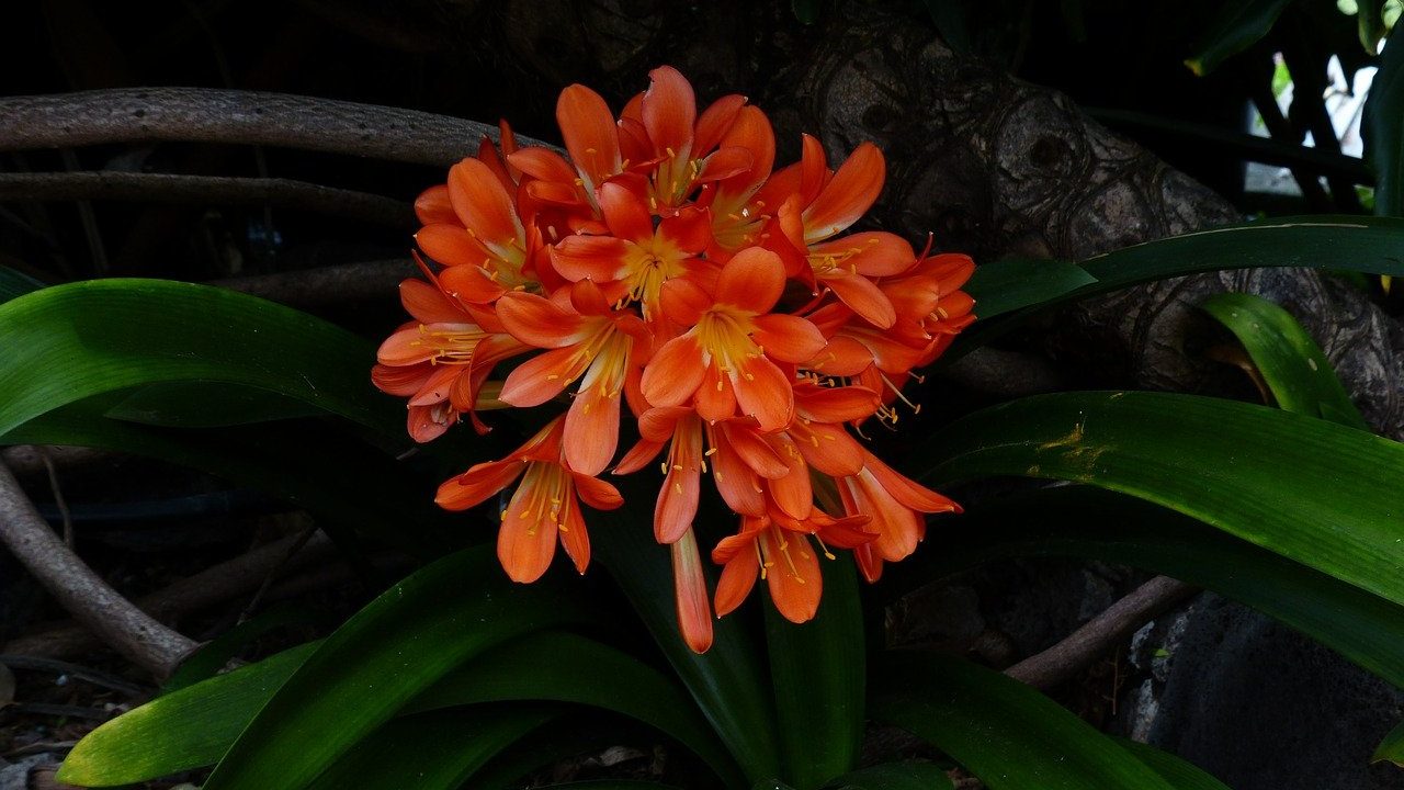 6. Clivia. - Fotocredit: Pixabay/Hans