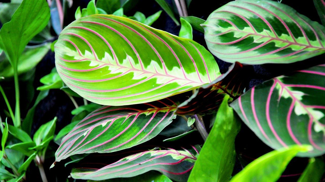 1. Maranta. - Fotocredit: Pixabay/Szjeno09190