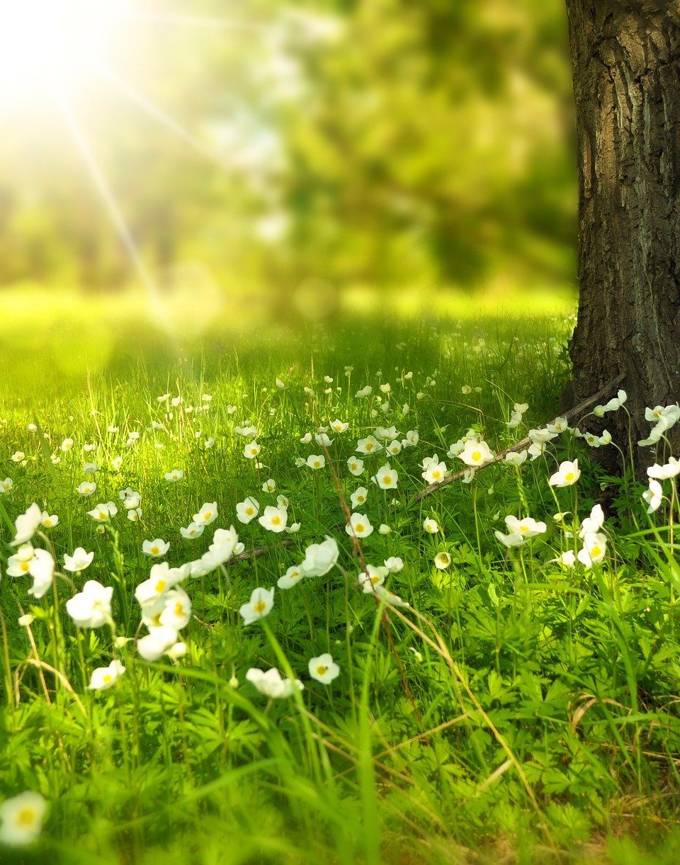 Fotocredit: Pixabay/Larisa-K