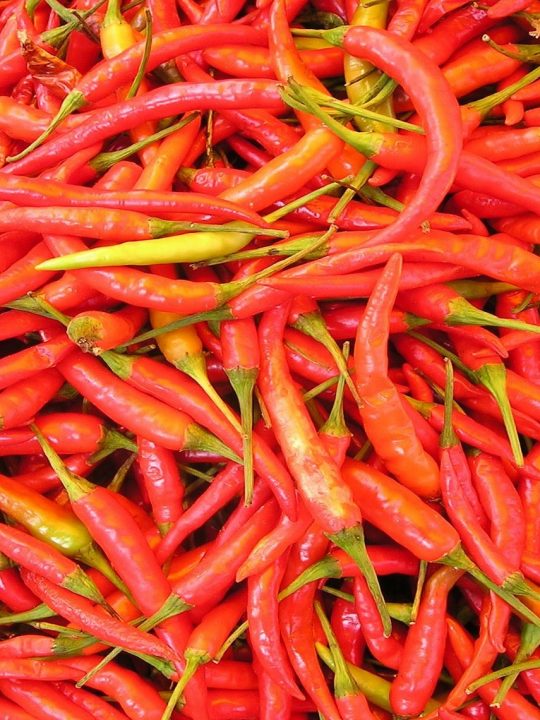 Capsaicin ist der Stoff, der dafür sorgt, dass wir Chilis als scharf empfinden – und dass Solarzellen in Zukunft effizienter sein könnten. Fotocredit: © Simon/Pixabay