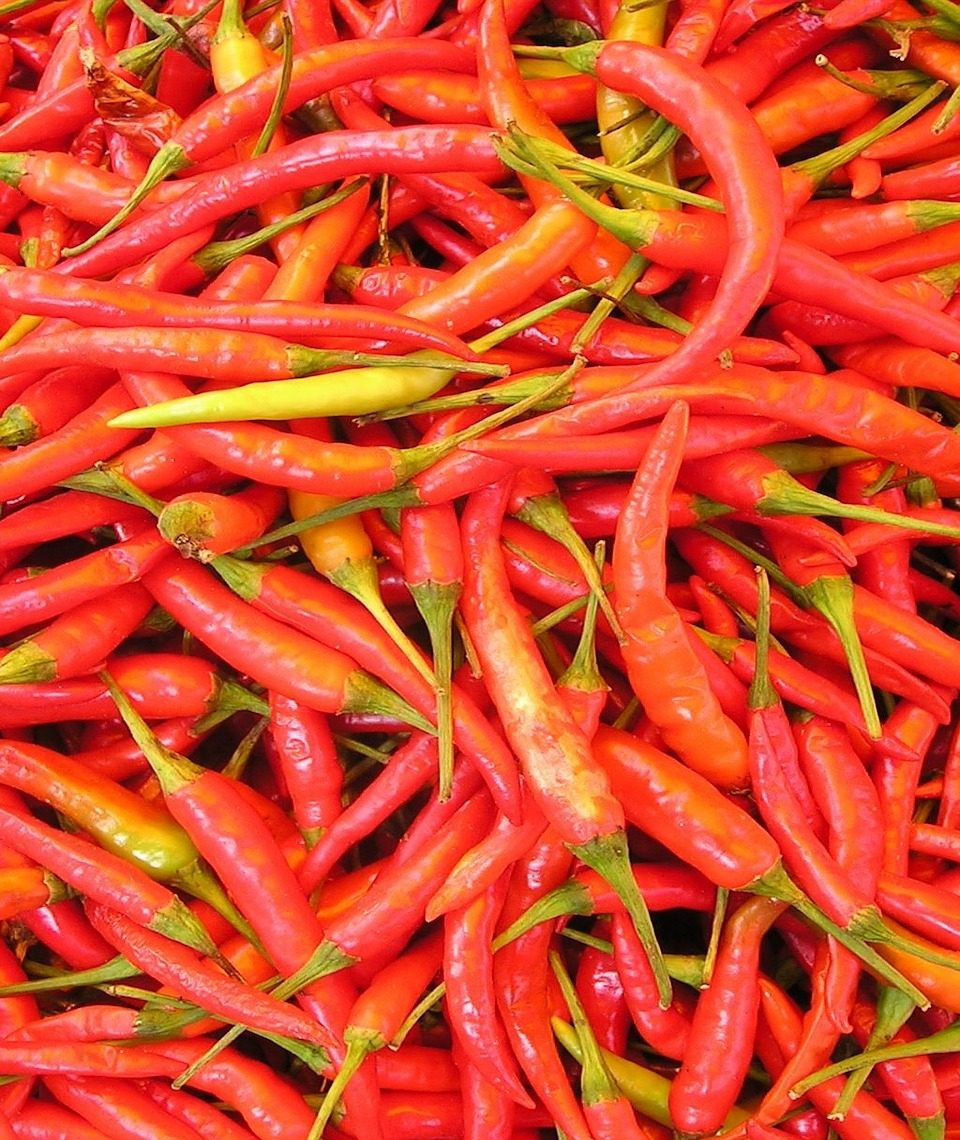 Capsaicin ist der Stoff, der dafür sorgt, dass wir Chilis als scharf empfinden – und dass Solarzellen in Zukunft effizienter sein könnten. Fotocredit: © Simon/Pixabay