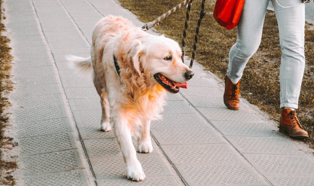 Haustier in Zeiten der Pandemie: Wer einen Hund hat und in Quarantäne muss, muss sich Lösungen fürs Gassi überlegen. Fotocredit: © Andriyko Podilnyk/Unsplash