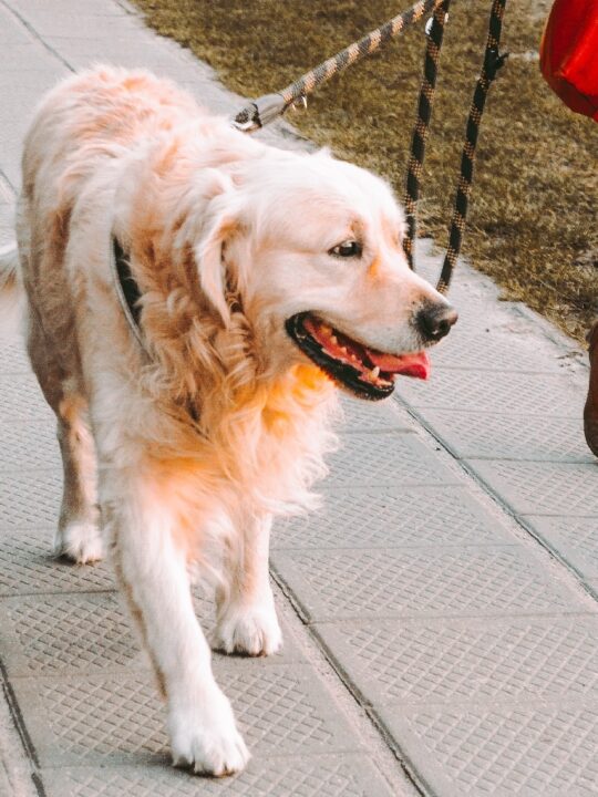 Haustier in Zeiten der Pandemie: Wer einen Hund hat und in Quarantäne muss, muss sich Lösungen fürs Gassi überlegen. Fotocredit: © Andriyko Podilnyk/Unsplash