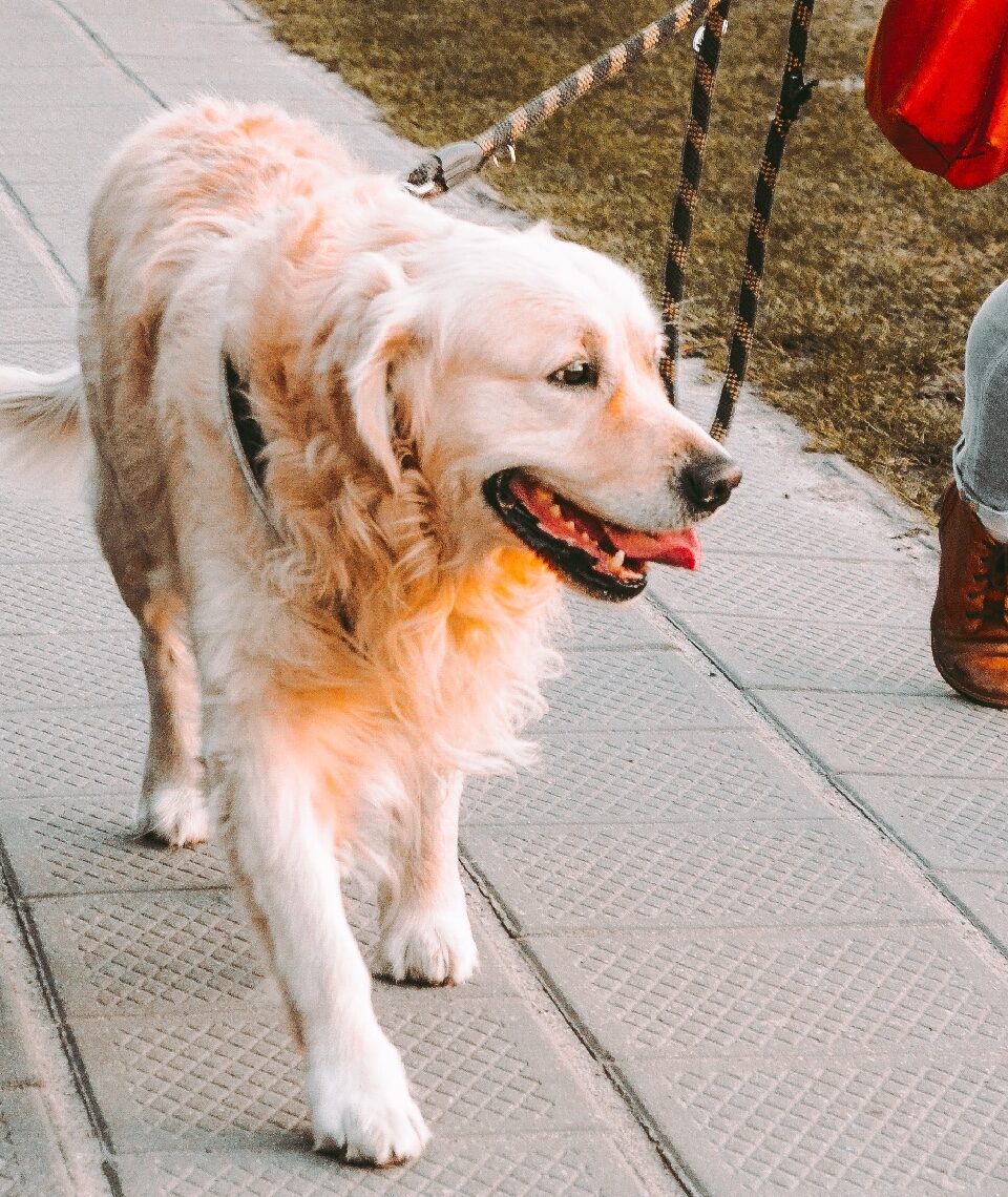 Haustier in Zeiten der Pandemie: Wer einen Hund hat und in Quarantäne muss, muss sich Lösungen fürs Gassi überlegen. Fotocredit: © Andriyko Podilnyk/Unsplash