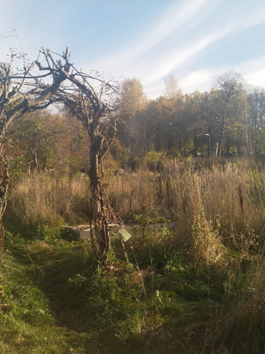 Auch umgedrehte, entwurzelte Bäume können als Baumaterial dienen. - Fotocredit: Elisabeth Demeter