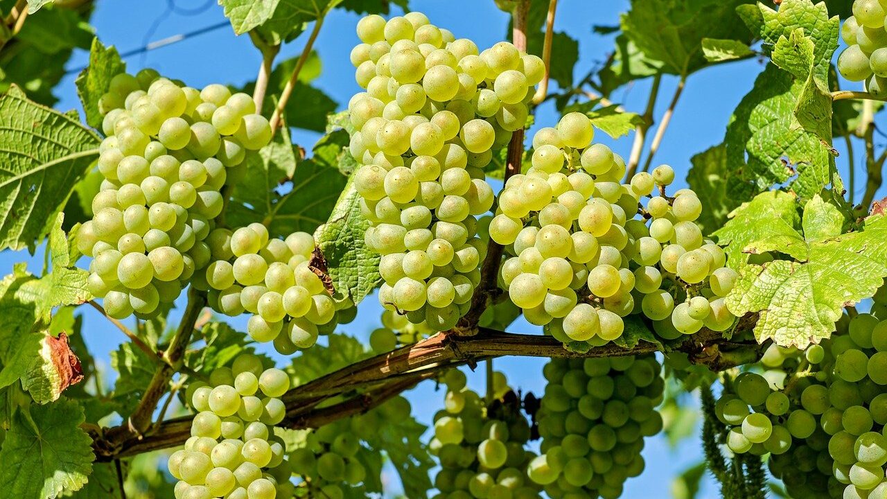 Im Winter sind Trauben nicht nur von weit her importiert. Die anfälligen Beeren werden frisch gepflückt und so schmecken sie nach ihrem langen Transportweg meistens nicht mehr, wie wir es von frisch gepflückten Trauben gewohnt sind. Fotocredit: © IlonaF via Pixabay