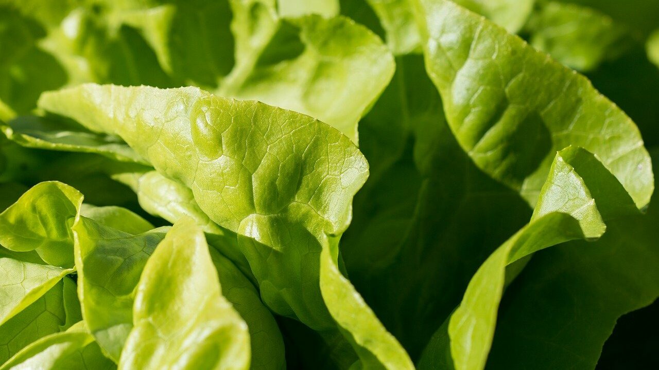 Beim Salat gilt das Gleiche wie bei Äpfeln: Es gibt genügend Sorten, die auch bei uns regional im Winter erhältlich sind. In der kühlen Jahreszeit solltest du also am besten genau auf die Herkunft achten. Fotocredit: © Pezibear via Pixabay