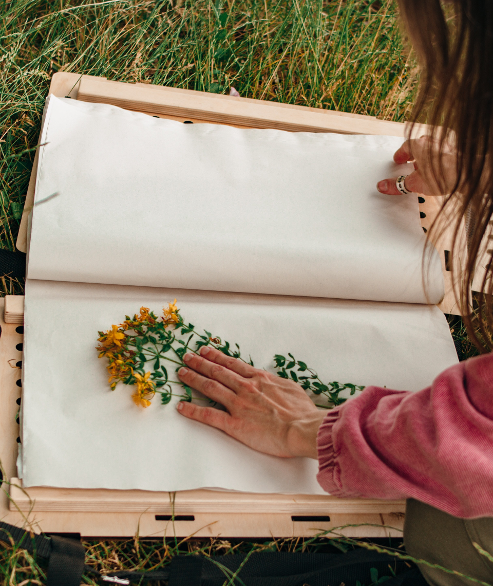 Ein Herbarium ist schnell angelegt – aber es braucht auch Geduld. Fotocredit: © Olia Nayda/Unsplash