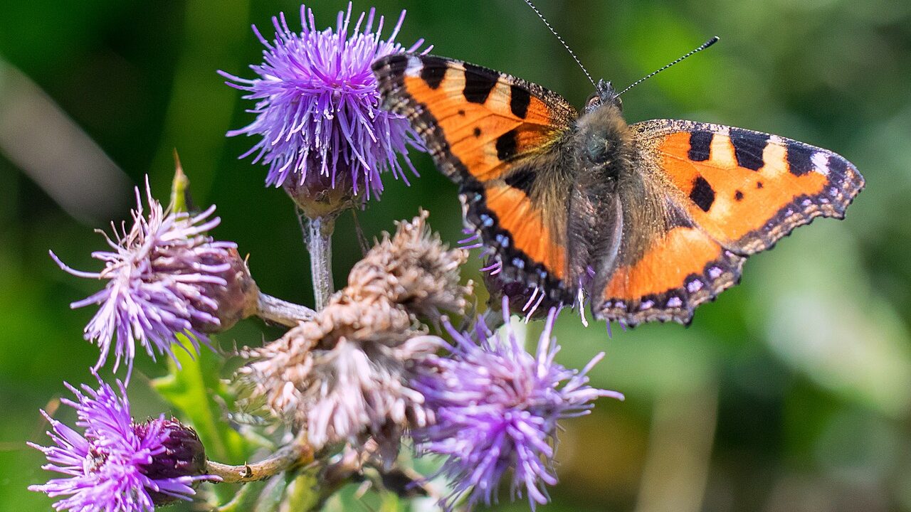 Schaffe einen Ort, an dem auch klassisches Unkraut als Beikraut gedeihen darf. Denn besonders Brennnessel, Distel und Co. locken z. B. Schmetterlinge an. Fotocredit: © Jarkko Mänty/Pixabay