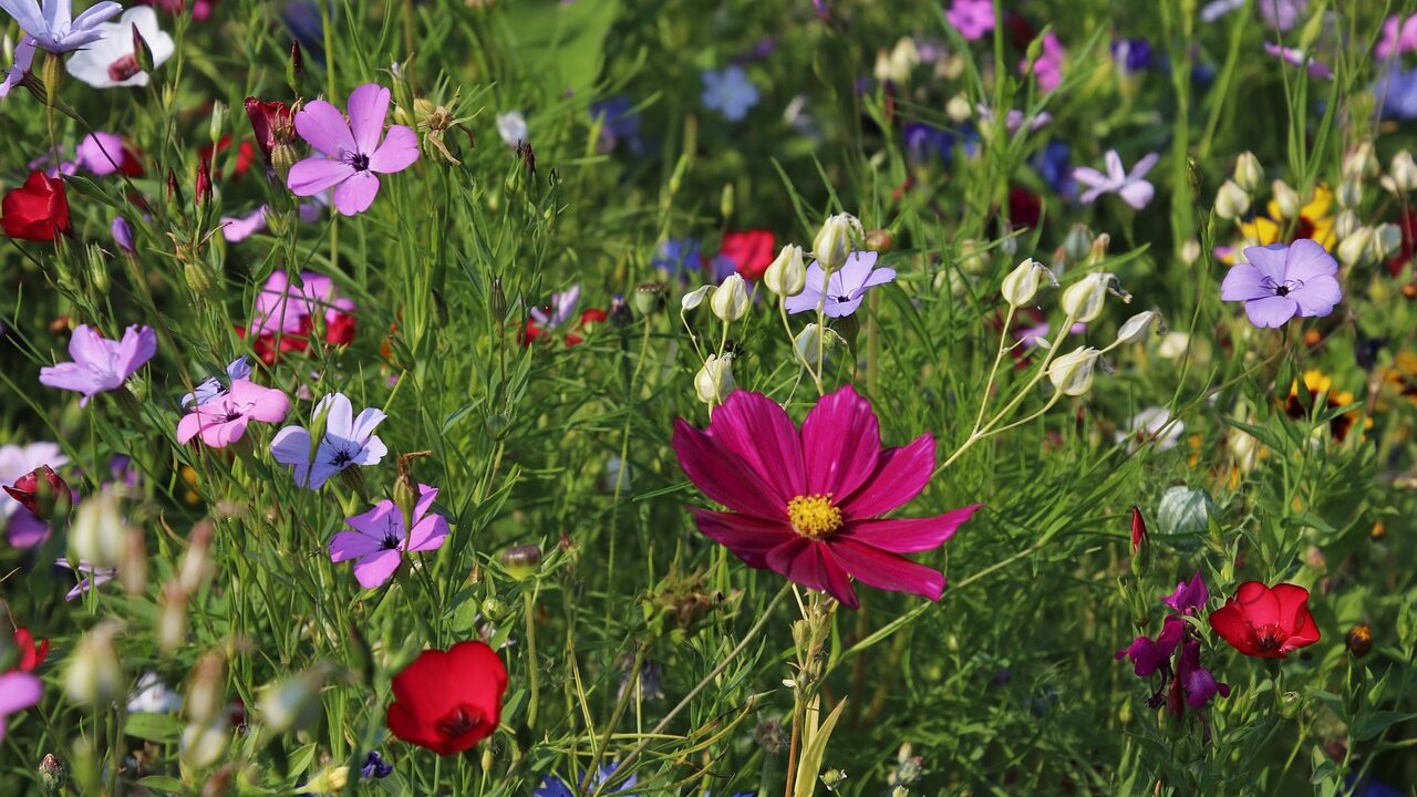 Wenn du statt grünem Rasen auf eine Blumenwiese setzt oder entlang der Hausmauer einen Efeu hinaufklettern lässt, schaffst du zusätzliche Versteckmöglichkeiten und lockst mehr Tiere an. Fotocredit: © Julita/Pixabay