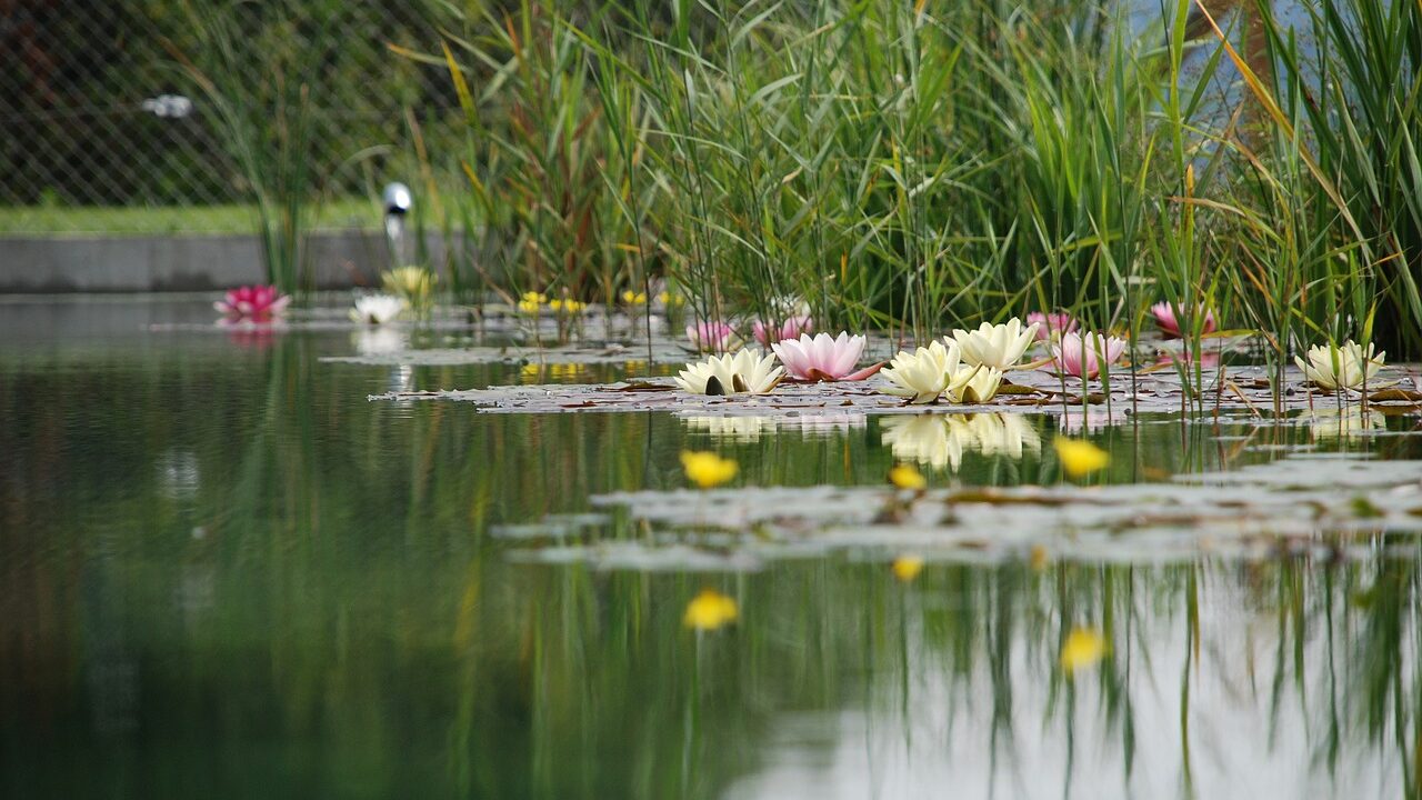 Wenn ein Gartenteich unterschiedliche Tiefen und einen flachen Strandbereich hat, kannst du ihn mit verschiedenen Rand- und Wasserpflanzen bepflanzen. Fotocredit: © Reto Gerber/Pixabay