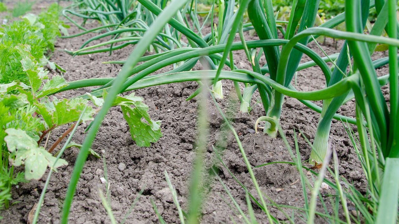 Wer ein Beet in seinem Garten hat, schafft damit nicht nur die Möglichkeit, selbst gezogenes Gemüse zu ernten, sondern gleichzeitig wertvollen Lebensraum. Fotocredit: © Katharina N./Pixabay