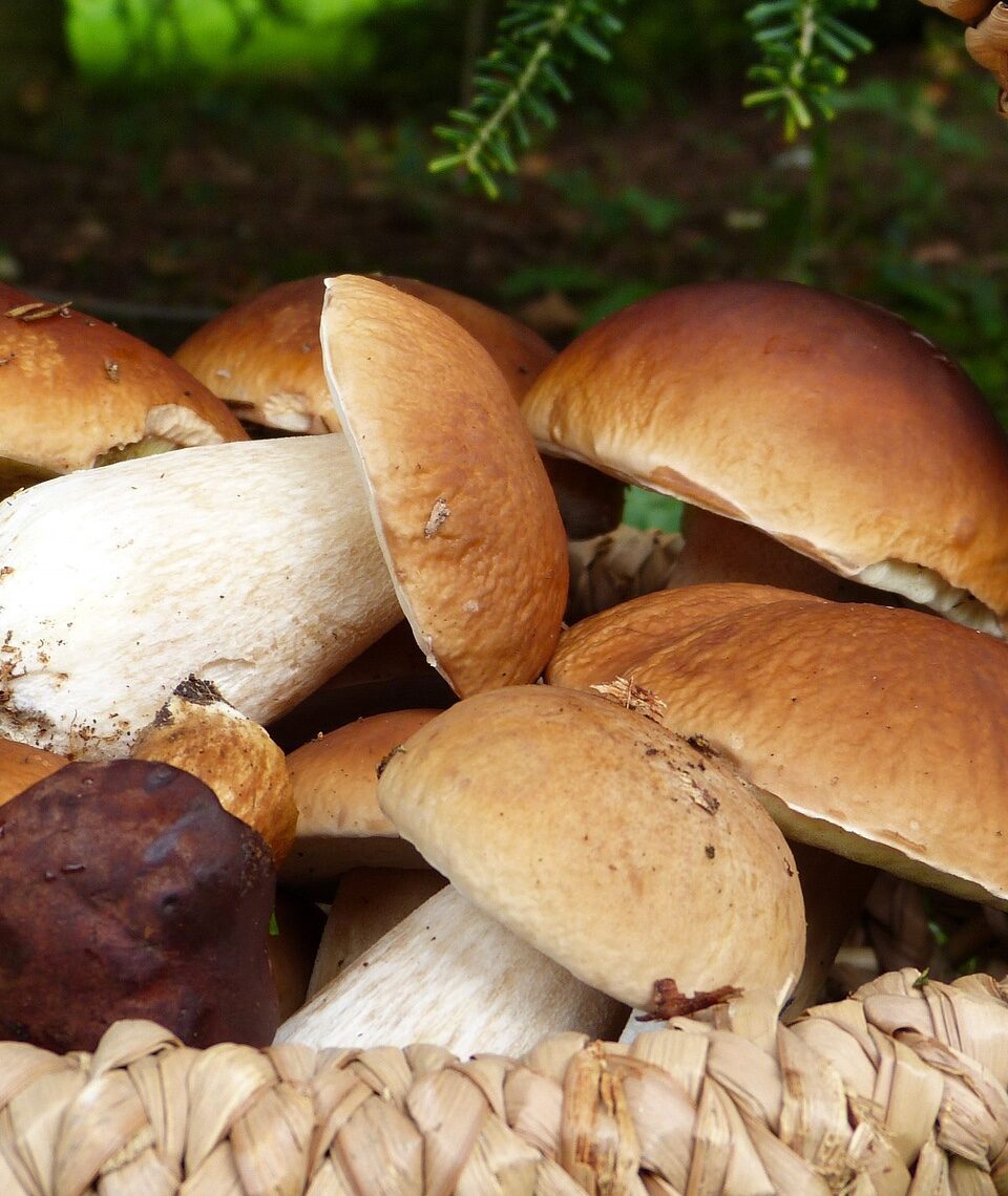 Wann Schwammerl-Saison ist, hängt immer auch davon ab, welche Speisepilze man eigentlich gerne sammeln möchte. Als Hochsaison gilt vor allem der Herbst. Fotocredit: © silviarita/Pixabay
