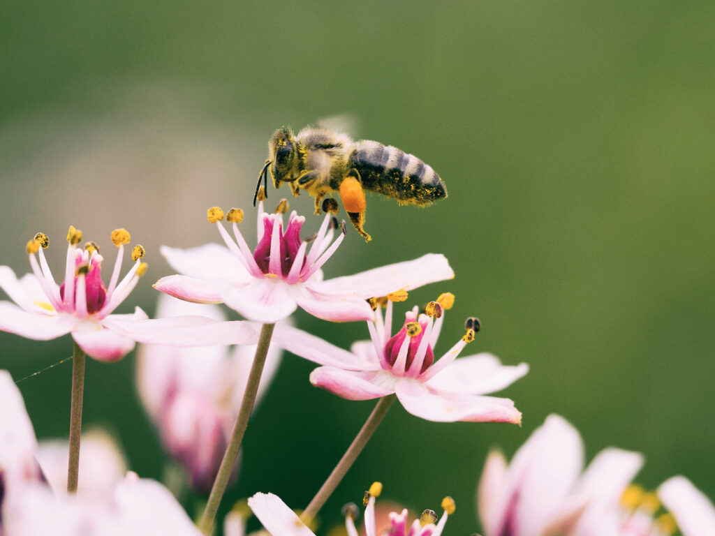 Bienenfreundliche Blumen