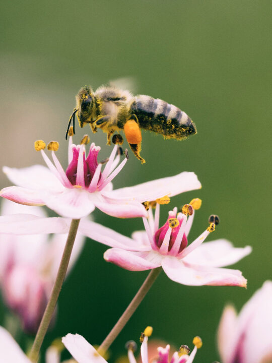 Bienenfreundliche Blumen