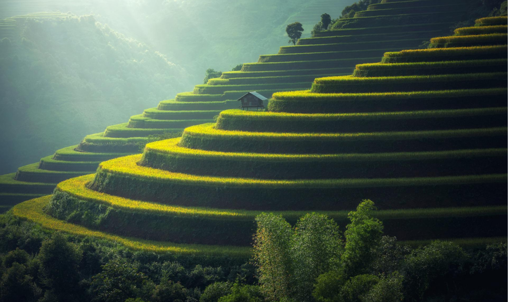 Diese Reisfelder in Thailand sind für viele für uns der Inbegriff von Terrassenanbau in Asien. Das Konzept findet sich allerdings auch an anderen Orten der Erde. Fotocredit: © Sasin Tipchai/Pixabay