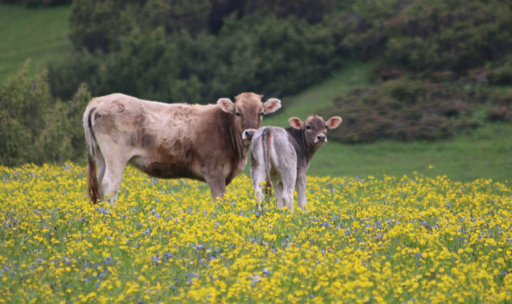 Das Regenerative Organic Certified Gütesiegel baut auf den bereits strengen Standards der USDA Certified Organic Zertifikaten auf. Fotocredit: © Natalia Slastnikova/Unsplash