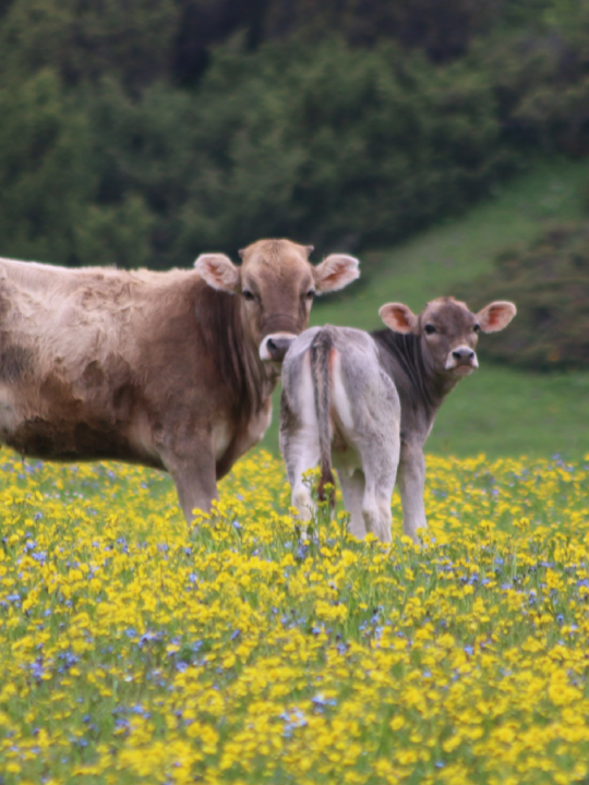 Das Regenerative Organic Certified Gütesiegel baut auf den bereits strengen Standards der USDA Certified Organic Zertifikaten auf. Fotocredit: © Natalia Slastnikova/Unsplash